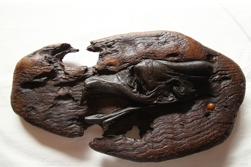 Fosil de un craneo de un ave prehistorica.